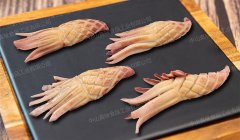 火箭鱿鱼Rocket squid